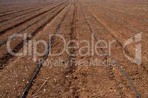 Plowed field