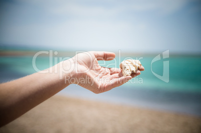 shell in the hand