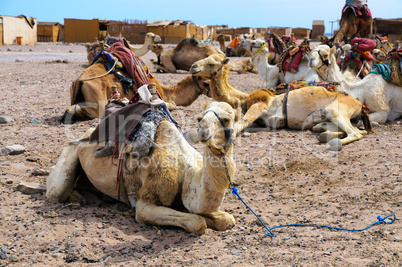 camel parking