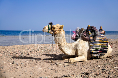 resting camel