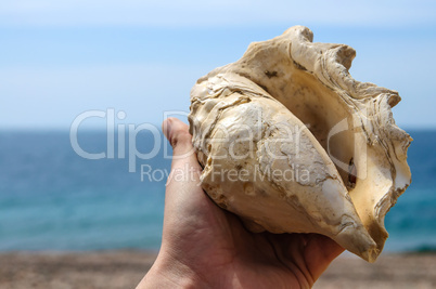 shell in the hand