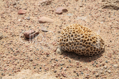 dead mosaic coral