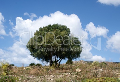 lone tree in the field