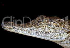Head of a Nile crocodile baby