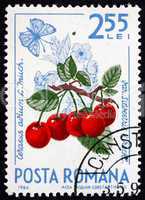 Postage stamp Romania 1964 Cherries, Cerasus Aurium