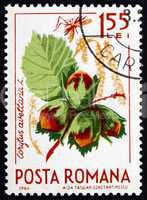 Postage stamp Romania 1964 Common Hazel, Corylus Avelana