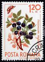 Postage stamp Romania 1964 European Blueberry, Vaccinium Myrtill