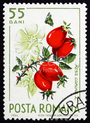 Postage stamp Romania 1964 Wild Rose Hips, Rosa Canina