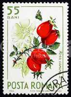 Postage stamp Romania 1964 Wild Rose Hips, Rosa Canina