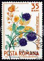 Postage stamp Romania 1964 Wild Blackberries, Rubus Procerus