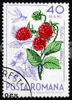 Postage stamp Romania 1964 Wild Raspberries, Rubus Idaeus