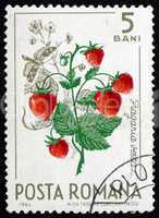 Postage stamp Romania 1964 Wild Strawberries, Fragaria Vesca