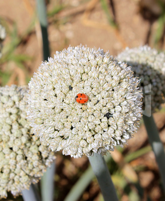 Onion flowers