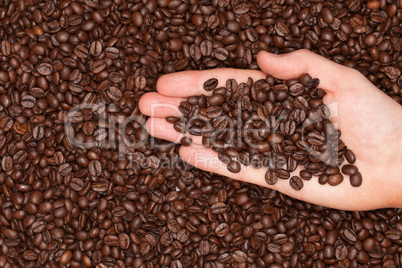 Frisch geröstete Kaffeebohnen auf einer Hand