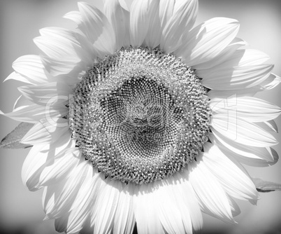 Black and white flower