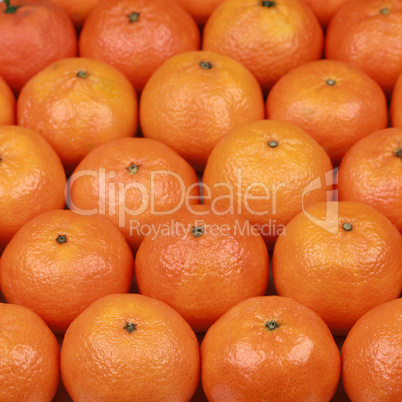 Frisch geerntete Mandarinen