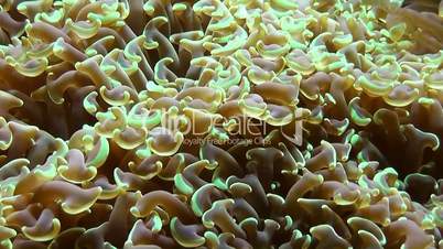 Seeanemone (Actiniaria) im Aquarium