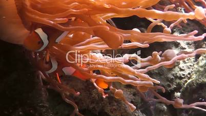 Seeanemone (Actiniaria)