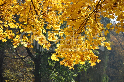 Blätter im Herbst