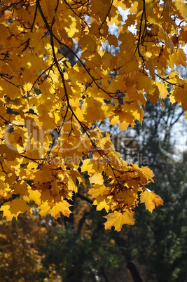 Blätter im Herbst