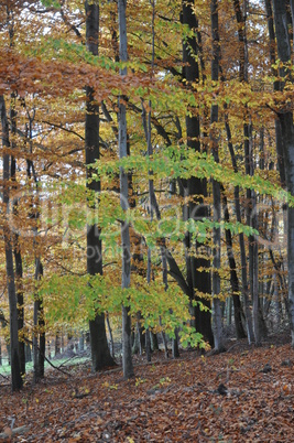 Herbstwald