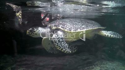 turtle in aquarium closeup