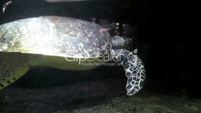 turtle in aquarium closeup