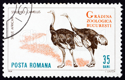 Postage stamp Romania 1964 Ostriches, Struthio Camelus, Bird