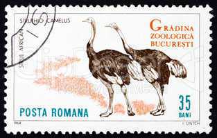 Postage stamp Romania 1964 Ostriches, Struthio Camelus, Bird