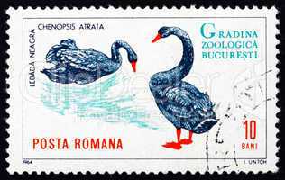 Postage stamp Romania 1964 Black Swans, Cygnus Atratus, Bird