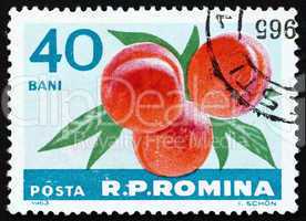Postage stamp Romania 1963 Peaches, Prunus Persica, Fruit