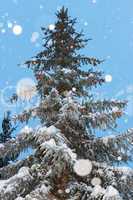 Harmonous fur-tree with snowflakes