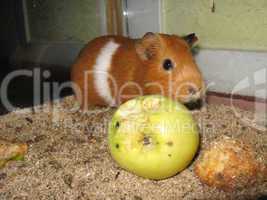 little beautiful brown guinea-pig with apple