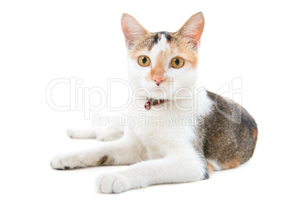 Portrait Malaysian short haired cat