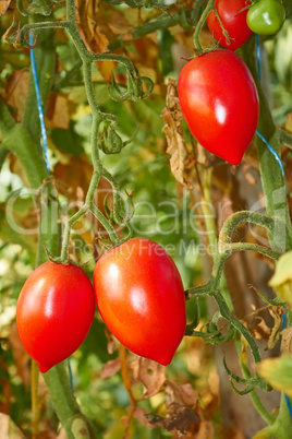 Latest tomatoes in autumn greenhouse