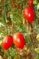 Latest tomatoes in autumn greenhouse
