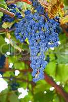 Bunches of blue ripe grapes