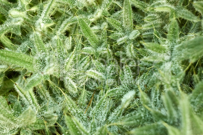 Prickly plant with water drops