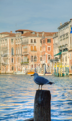 Seagull sitting on a log at Grande Canal