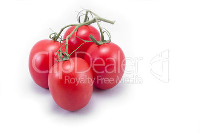 Tomatoes with vine isolated on white