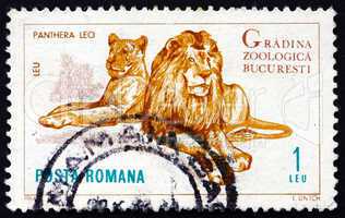 Postage stamp Romania 1964 Lions, Panthera Leo