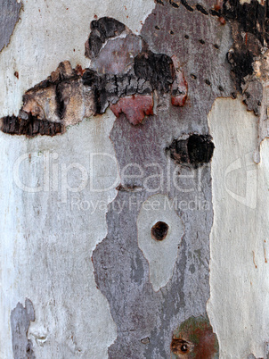 Wood Texture