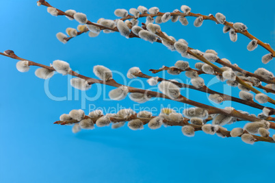 willow twigs on a blue background