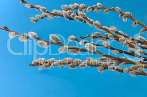 willow twigs on a blue background