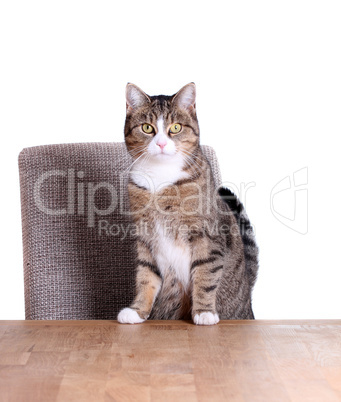 cute cat on table