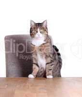cute cat on table