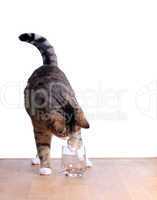cute cat on table with glass