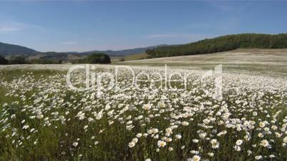 Beautiful Alpine pastures