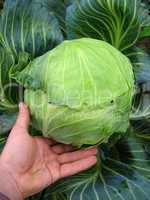 hand near the big head of green cabbage