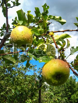 very tasty and ripe apples